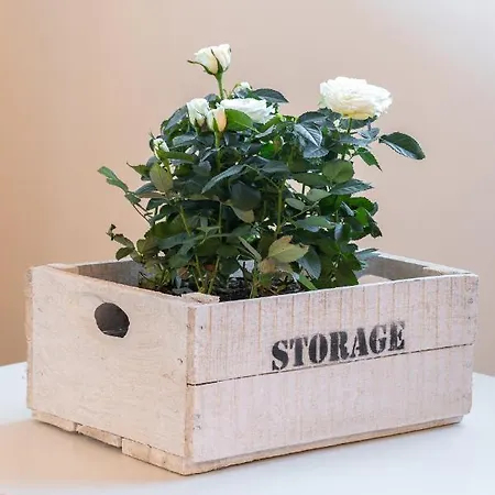 Casa Zoe בית נופש קוליקו